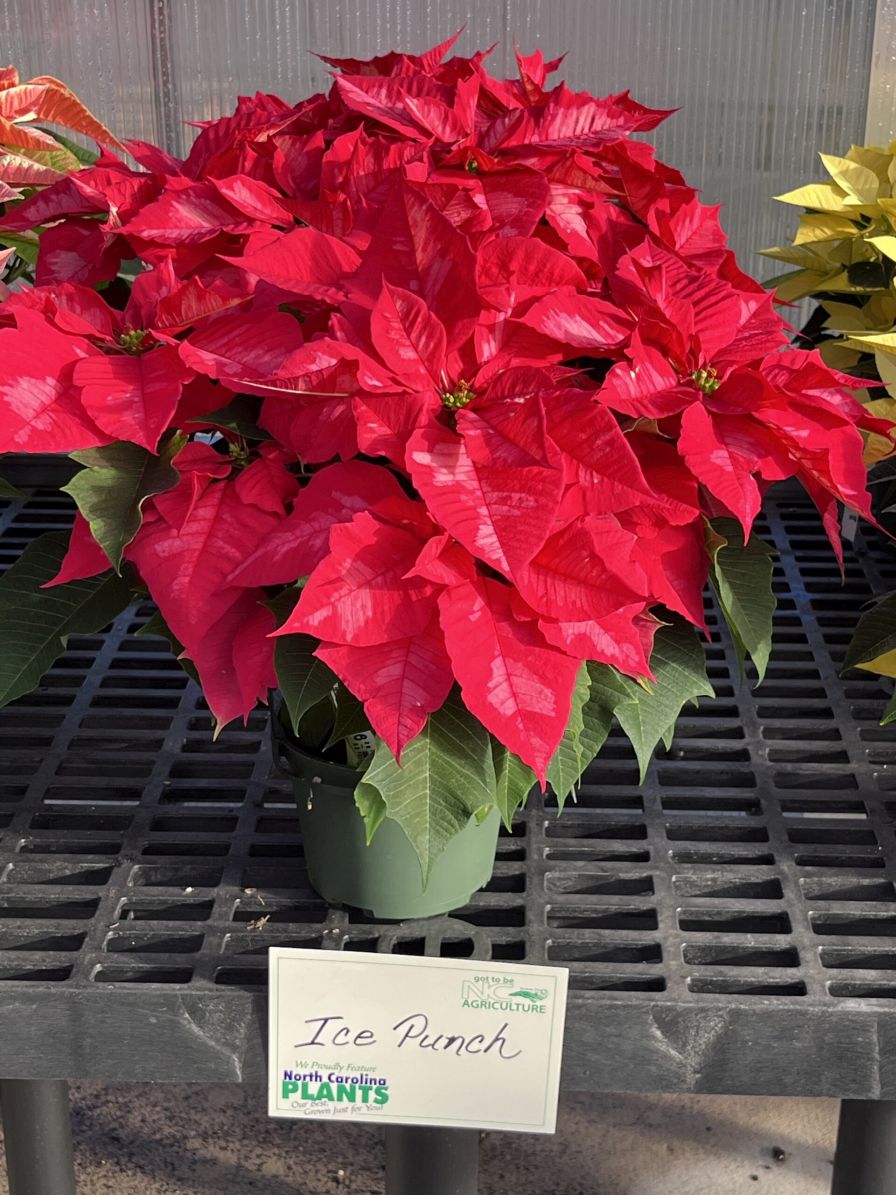 Mitchell's Nursery winner of the Novelty category in the 2024 Poinsettia Trials