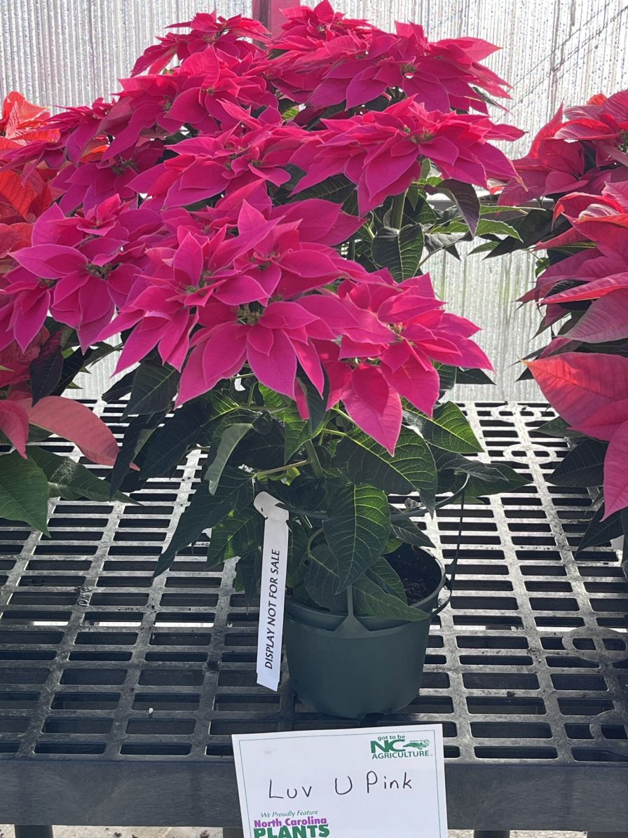 Mitchell's Nursery winner of the Pink category and overall favorite in the 2024 Poinsettia Trials