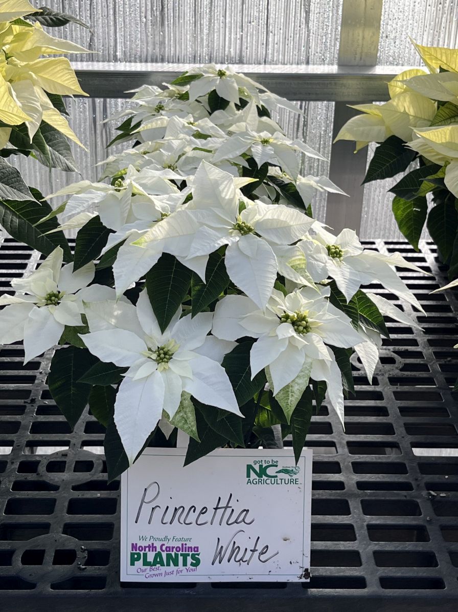 Mitchell's Nursery winner of the White category in the 2024 Poinsettia Trials