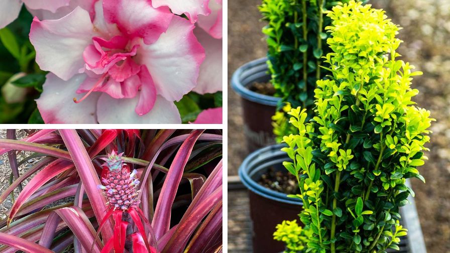 (Clockwise from top left) Autumn Kiss, Golden Sky, and Mila Pineapple, from Plant Development Services, Inc.