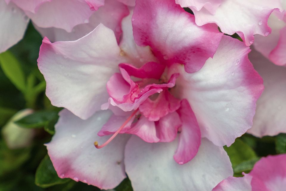 Rhododendron Hybrid 'Autumn Kiss' from Plant Development Services, Inc. (PDSI)