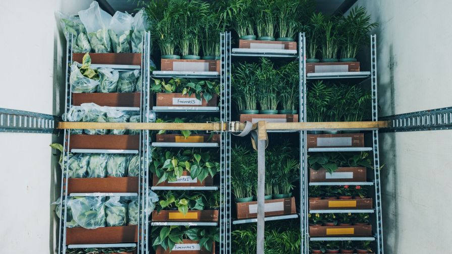 These plants are all tucked in on a reefer trailer so they stay warm until they arrive at their destination from Container Centralen