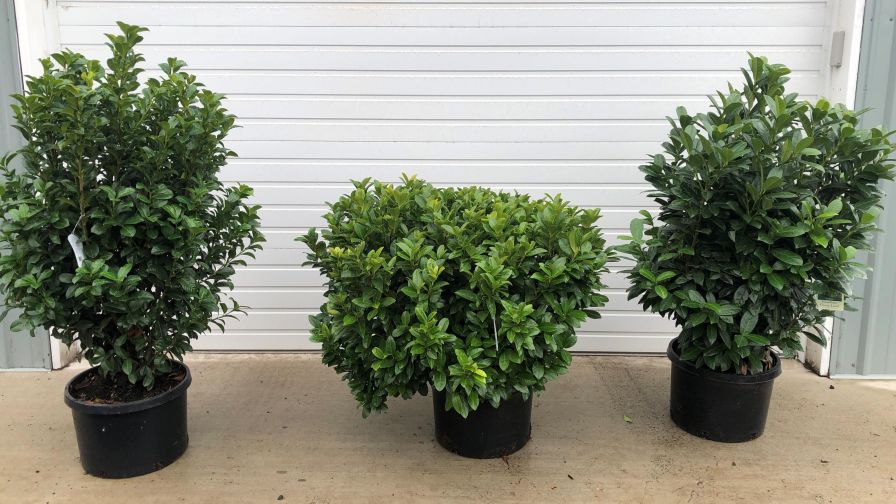 Three new disease-resistant cherry laurel varieties from Concept Plants set to debut at MANTS 2025