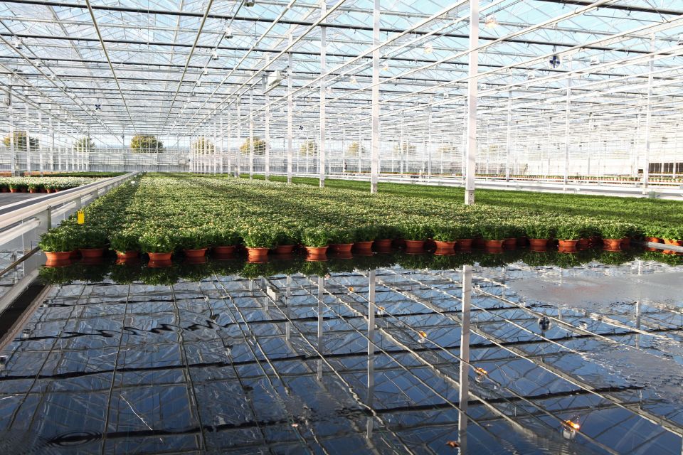 Large mums in water within a greenhouse at ErfGoed