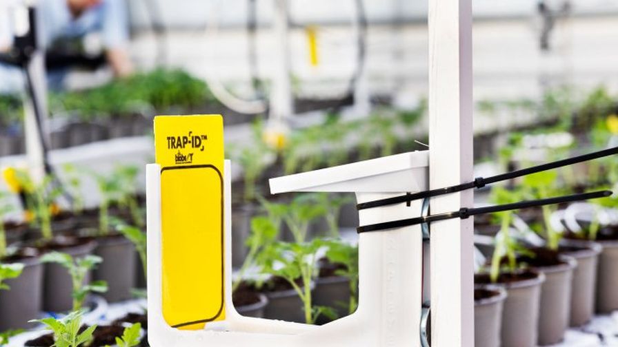 Wageningen University & Research (WUR) Autonomous Greenhouse Challenge TRAP-ID pest control crop protection