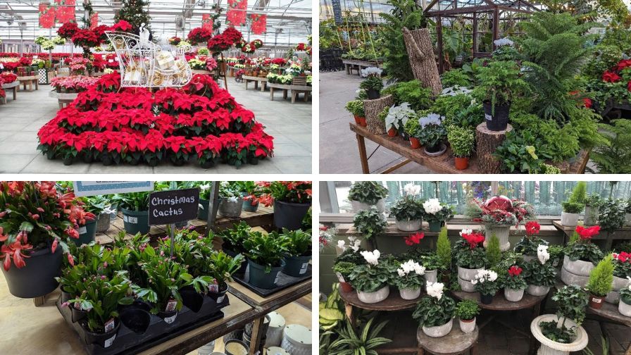 (Clockwise from top left) Poinsettias, Norfolk Island pines, Holiday Cacti, and Cyclamen in holiday displays