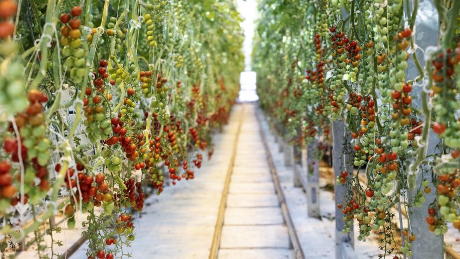 Tomato produce and vegetable greenhouse production at Bushel Boy Farms.
