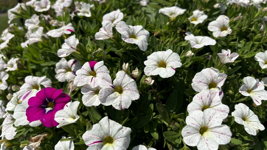 Calibrachoa ‘Caliloco Graffiti’ (Westrock) at Raker-Roberta’s Young Plants, reviewing for 2025.