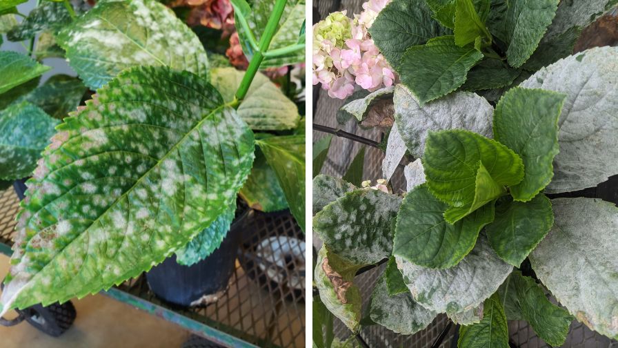 Bigleaf Hydrangeas showing powdery mildew disease