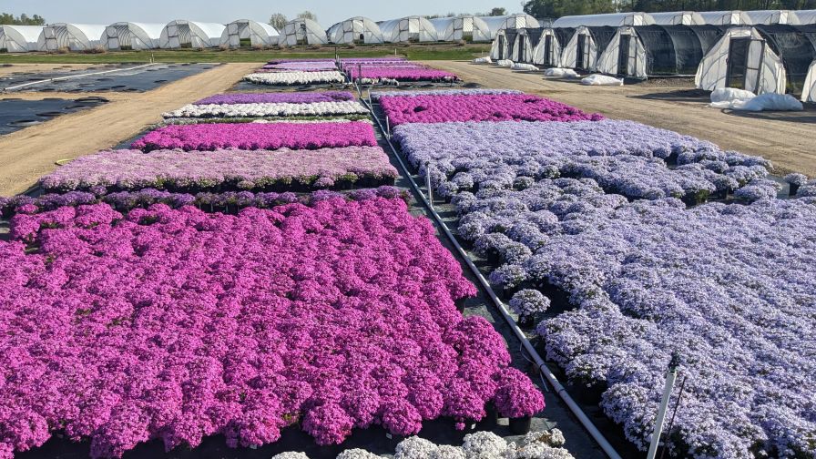 Creeping Phlox (Phlox subulata) from Homer Trecartin of Twixwood Nursery