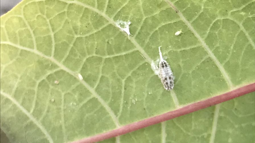 Mealybugs on a poinsettia leaf crop protection 2024 and 2025