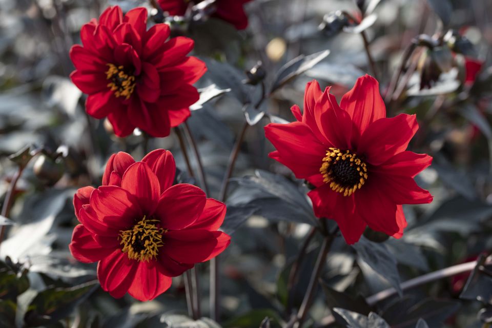 Dahlia 'Black Forest Ruby' - Gold Medal winner from Fleuroselect