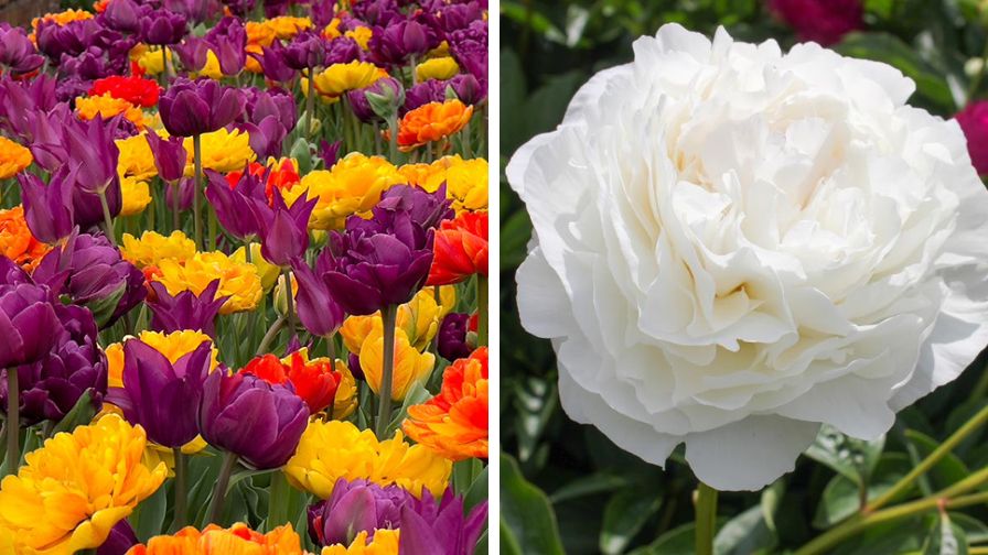 De Vroomen's Centennial Tulip Blend Marcy (L) and Centennial Peony (R)