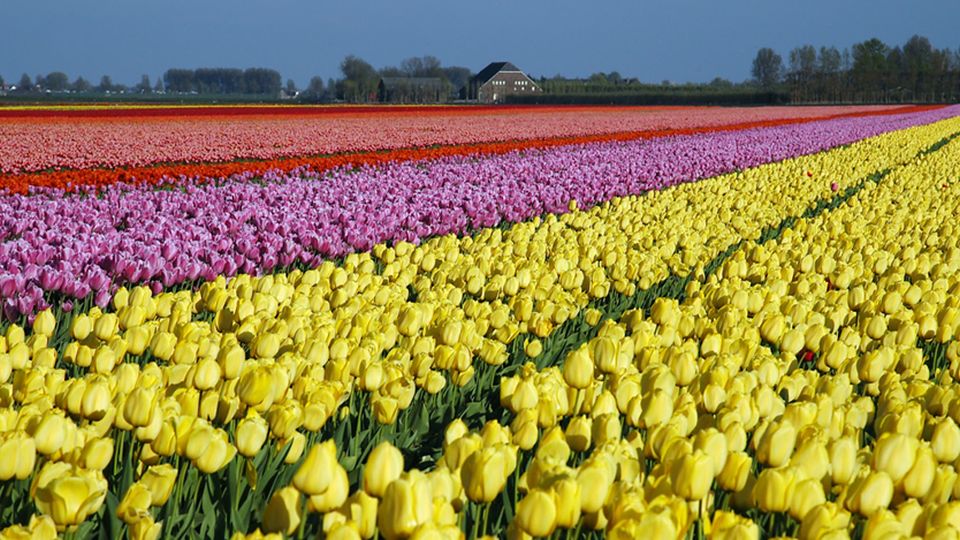 De Vroomen Growing Facility with fields of multi-colored tulips