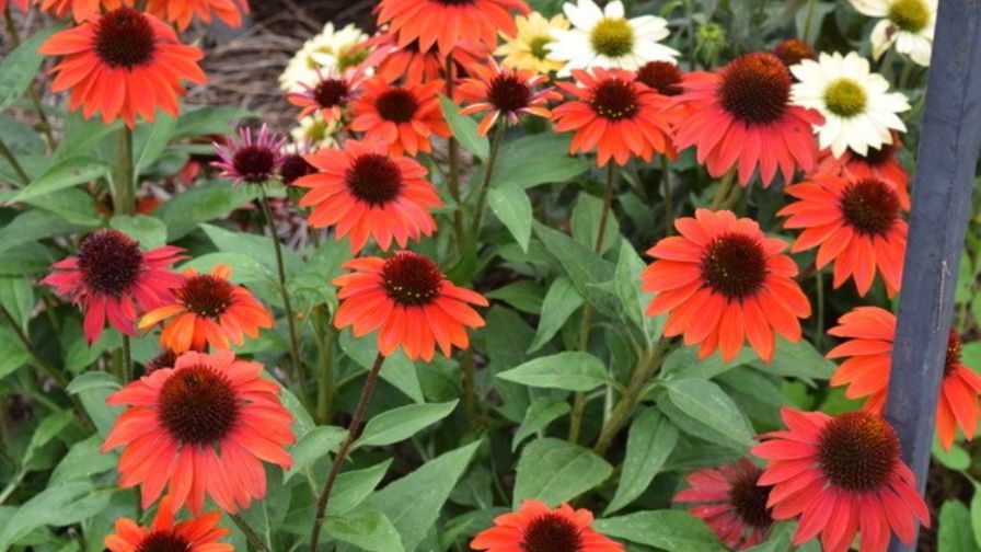 Echinacea ‘Sombrero Sangrita’