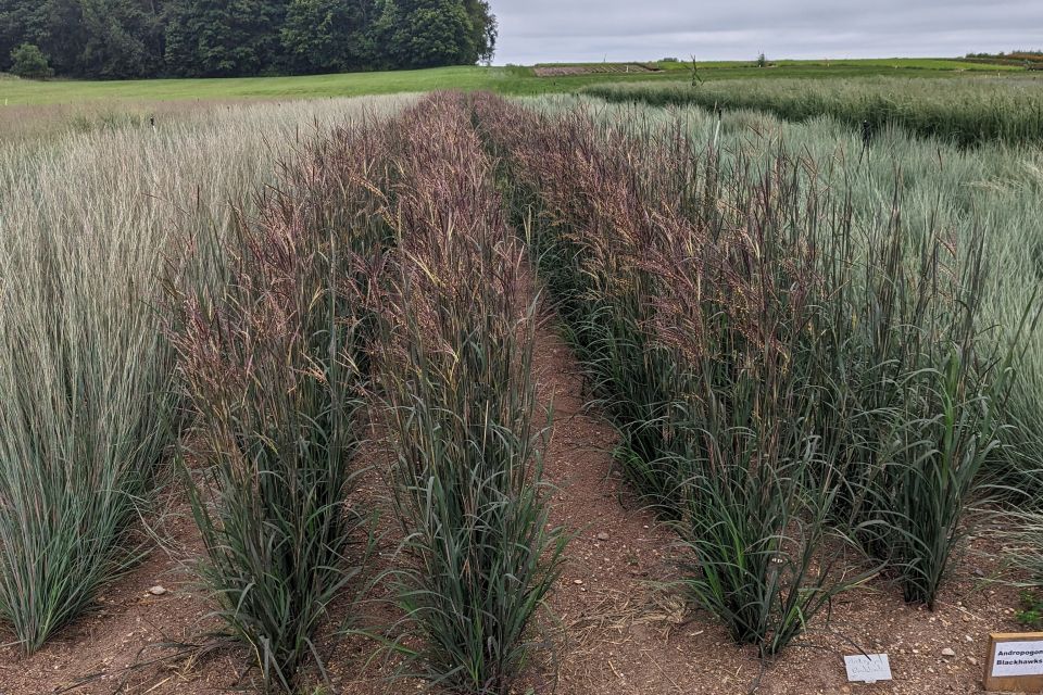 Field production of ornamental grasses from Twixwood Nursery