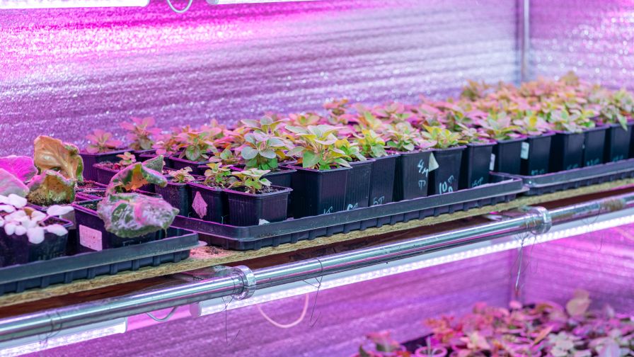 Growing flower seedlings on indoor shelves under full spectrum LED lighting.