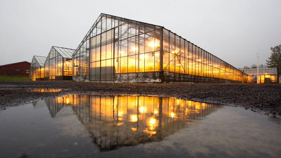 Icelandic greenhouse in winter with lights and heating from geothermal energy