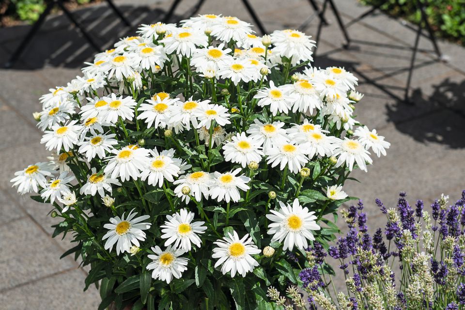 Leucanthemum ‘Sweet Daisy Birdy’ from Dümmen Orange