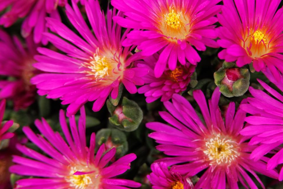 Monrovia ‘Ocean Sunset’ Violet Ice Plant Delosperma nubigenum ‘T1854’