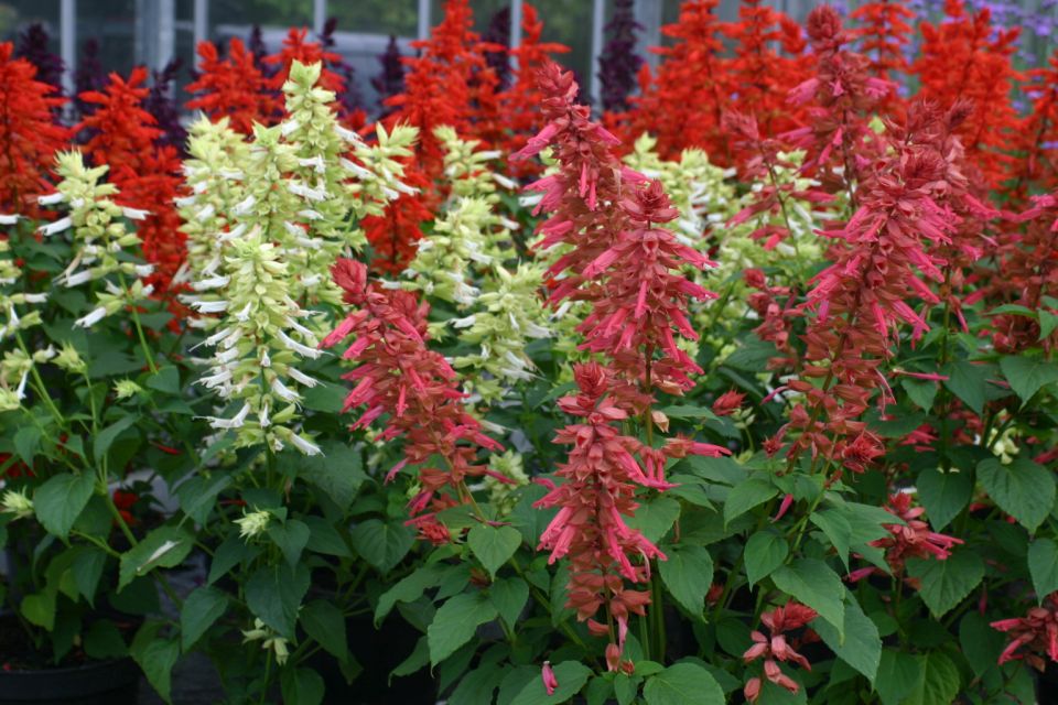 Salvia 'Estella Coral' - Gold Medal winner from Fleuroselect