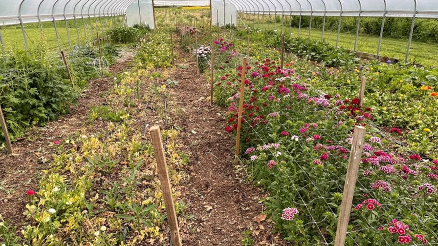 A hoophouse on a cut flower farm, displaying the impact disease can have on these crops. Photo courtesy of Dr. Francesca Hand, The Ohio State University.