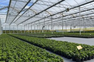 The Atlas Greenhouse Rovero Roll-Air Greenhouse structure for environmental protection and production, with an open-roof design.