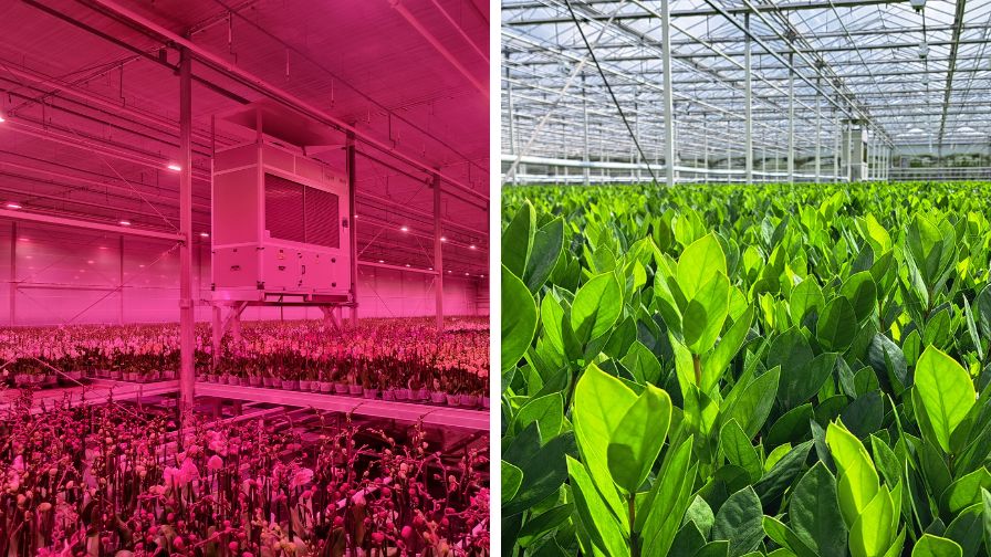 Greenhouse flower cultivation and dehumidification control interior from Van Geel Group (L) and Van Winden Nursery (R).
