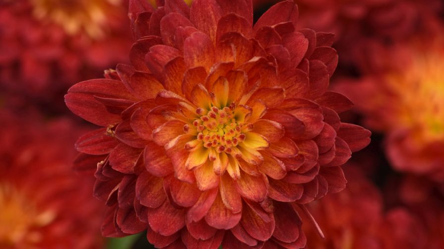 This ‘Metrona Bronze’ from Ball Seed wins the proverbial gold medal for new colors this year.