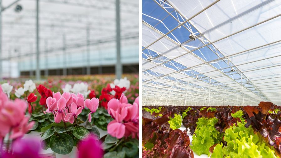 Flowers and ornamentals (L) and leafy greens (R) as focuses for the two-part ACT Group webinar series.