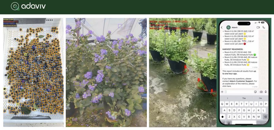 Adaviv’s AI system evaluates harvested blueberry baskets (left), providing real-time feedback on ship-ready fruit to reduce waste and ensure pack quality. In the field (center), mobile vision tools assess flower and berry development to predict harvest readiness and treatment effectiveness. A natural language chatbot (right) delivers these insights to managers and workers, guiding labor allocation and continuous quality improvement.