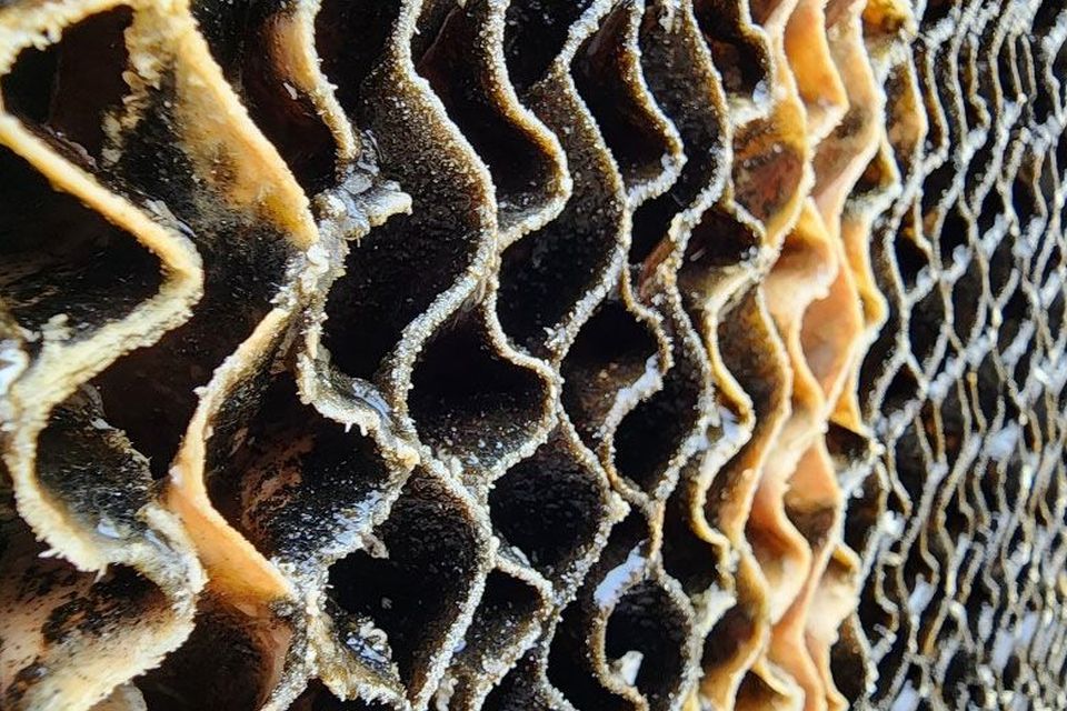 Algae build-up on cooling pads can greatly reduce pad efficiency and life span.