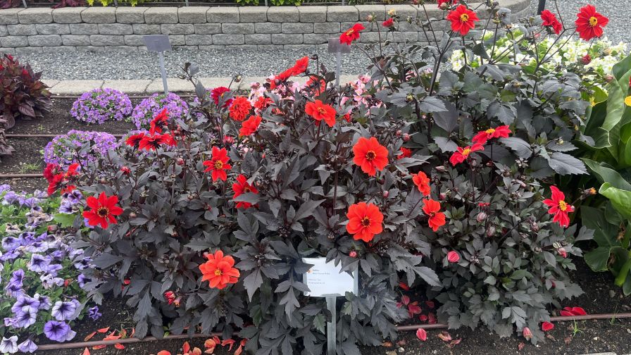 Dahlia ‘Black Forest Ruby’ from American Takii was a stand-out performer at Smith Gardens’ 2024 trials.