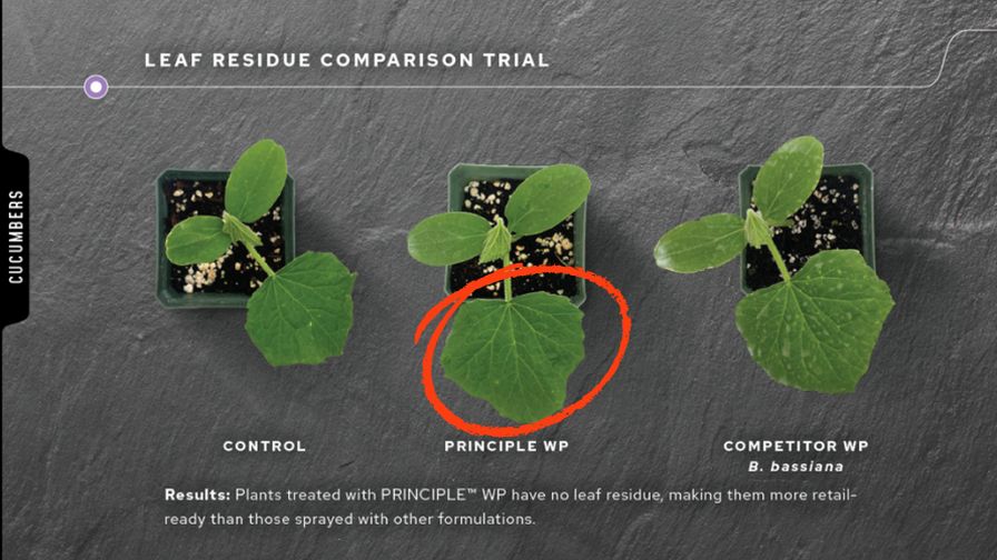 Plants treated with Principle WP have no leaf residue, making them more retail-ready than those sprayed with other formulations. 
