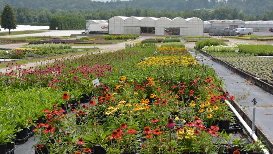 Quality Greenhouse Head Annual Grower Chris Wallen says the company significantly expanded its early spring crop production as a result of working closely with its sales and office teams.
