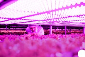 The OSCONIQ P 3737 (2W) is a high-power LED that resists damage in harsh greenhouse environments.