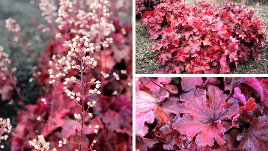 The new Heuchera 'Testarossa' variety from Terra Nova Nurseries.