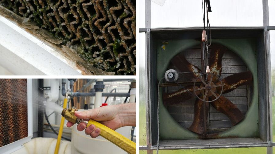 (Clockwise from top left) Mineral deposits accumulating on a cooling pad surface, the installation of a new exhaust fan belt, and rinsing pads with algaecides and disinfectants administered through a hose.