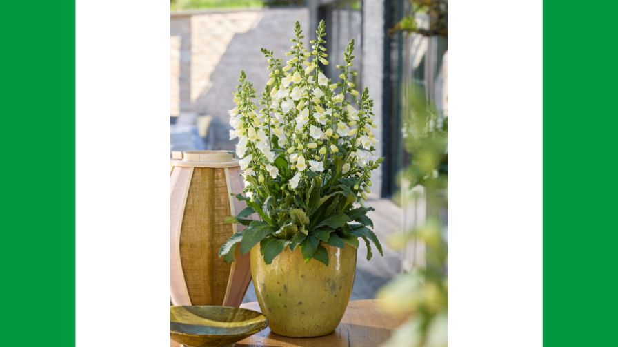 Digitalis purpurea 'Hanabee F1 White' from Takii and Florensis.