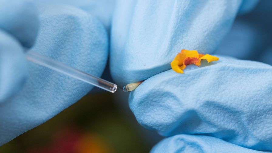 Doctoral student Vanesa Rostán squeezes nectar from a lantana flower into a pipette.