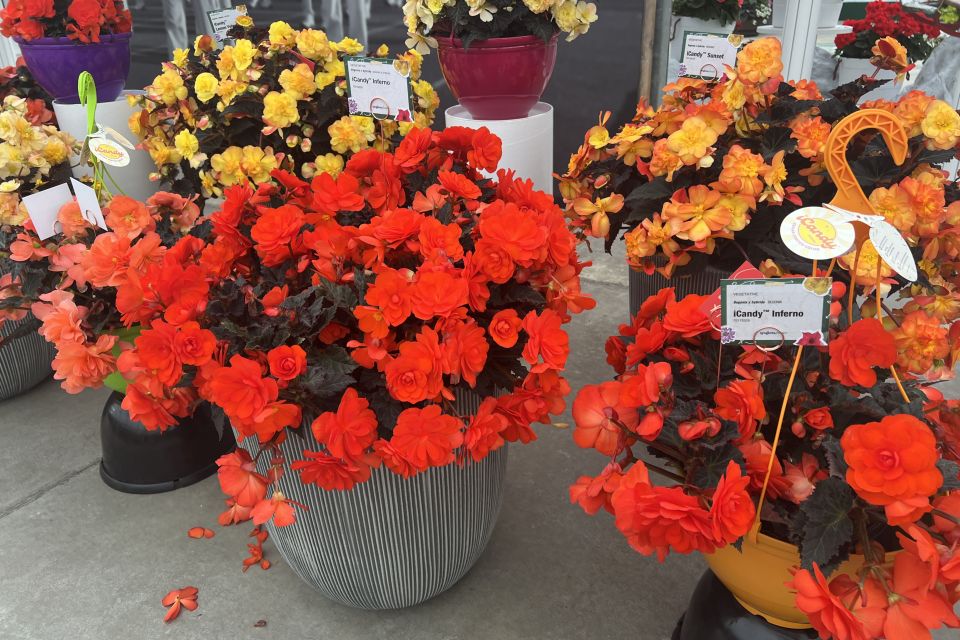Begonia iCandy Series (Syngenta Flowers).