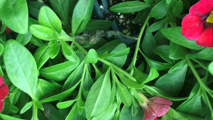 Botrytis infections seem to explode rapidly, resulting in collapsed, fuzzy foliage and flowers.