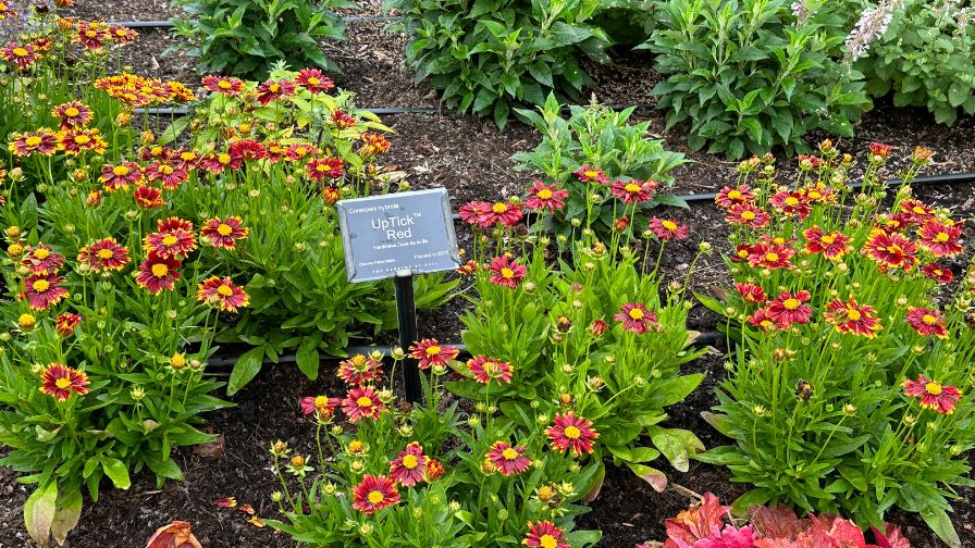 Coreopsis hybrida UpTick Red is part of the Best of Darwin Garden that is featured at The Gardens of Ball.