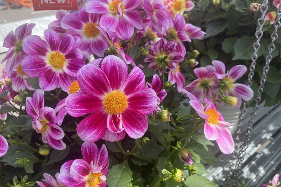 Dahlia Summer Bees Series (Dümmen Orange).