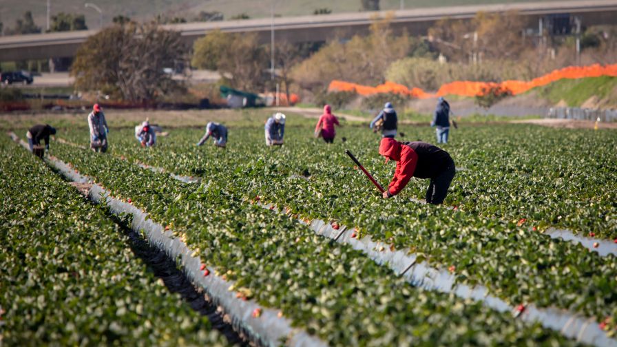 Field worker in red hoodie with other workers in the background.