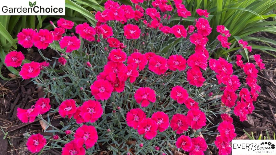 EverBloom Dianthus from GardenChoice.