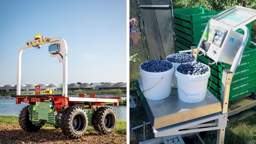 The Burro Grande robot model in action (L), and a farm worker weighs their blueberry harvest using 2nd Sight’s FairPick automated harvest scale system (R).