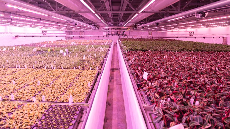 LED lights automatically adjust throughout the day to maintain consistent light levels for liners, even as natural sunlight changes.