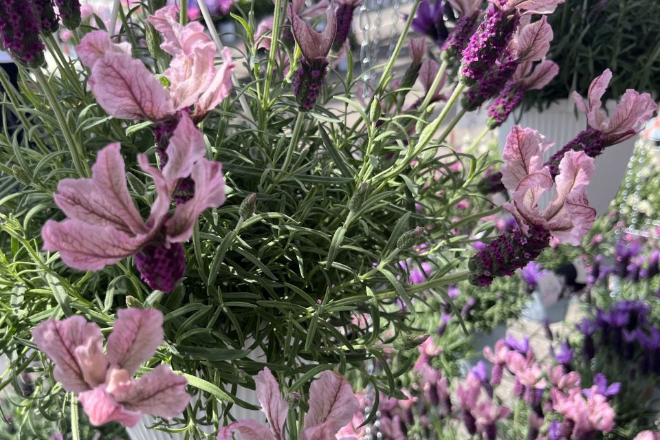 Lavandula ‘La Diva Berry Rose' (Dümmen Orange).