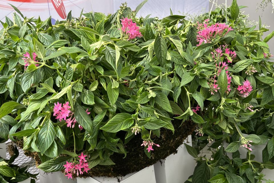 Pentas ‘Graffiti Falls’ (Benary).